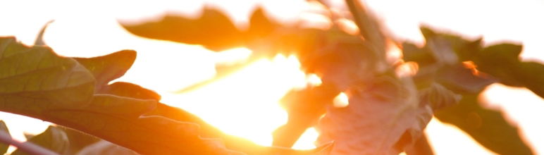 close up of tomato growing in the sun