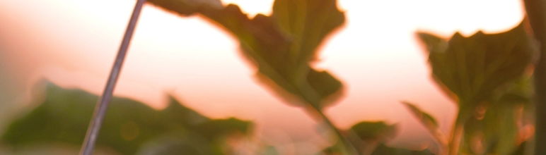 close up image of vegetables growing with the sun shining through