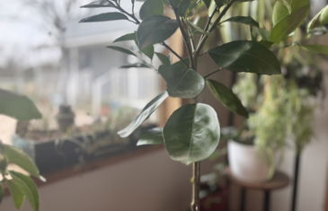 Sunroom Hashtag