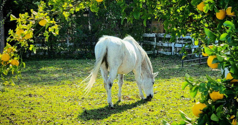 arabian thoroughbed cross orange tree tiny farm texas